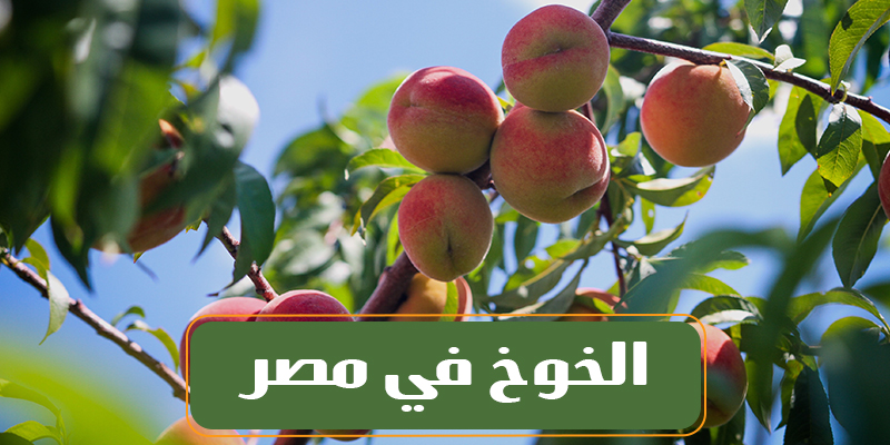 الخوخ في مصر