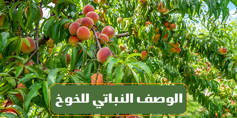 الوصف النباتي للخوخ