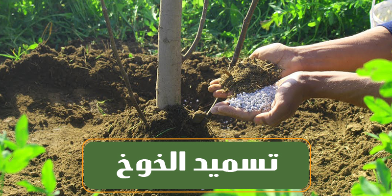 تسميد الخوخ