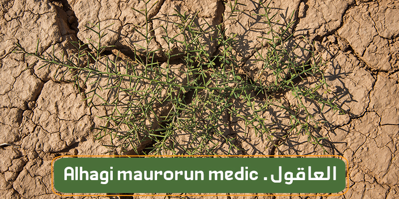 العاقول - عاقول