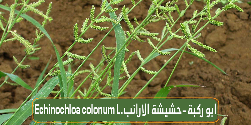 أبو ركبة (حشيشة الأرنب)